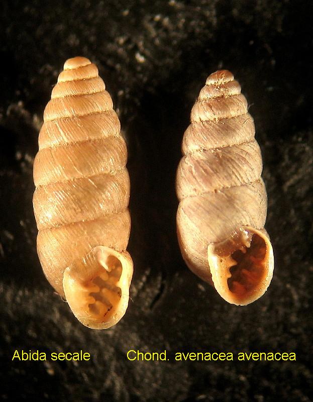 Chondrina megacheilos avenoides (Westerlund, 1874)